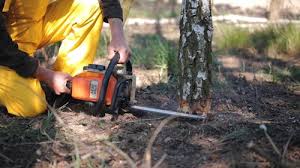 How Our Tree Care Process Works  in  Onalaska, TX