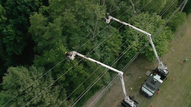 Best Hazardous Tree Removal  in Onalaska, TX