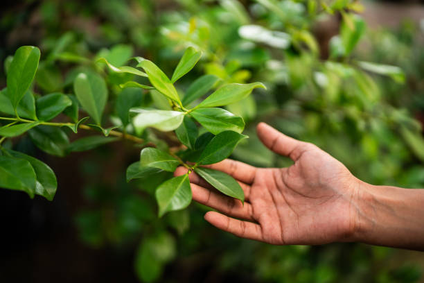 Best Fruit Tree Pruning  in Onalaska, TX