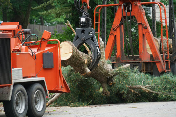 Best Tree Trimming and Pruning  in Onalaska, TX