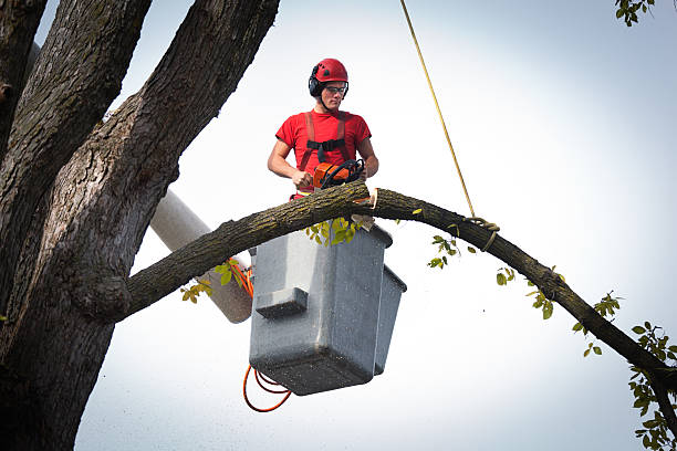 Best Utility Line Clearance  in Onalaska, TX