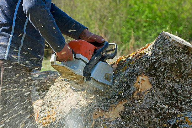 Tree and Shrub Care in Onalaska, TX